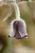 Koniklec luční český (Pulsatilla pratensis subsp. bohemica) 9 Kadaň