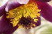 Koniklec luční český (Pulsatilla pratensis subsp. bohemica) 6 Kadaň