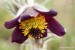 Koniklec luční český (Pulsatilla pratensis subsp. bohemica) 5 Kadaň