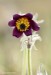 Koniklec luční český (Pulsatilla pratensis subsp. bohemica) 4 Kadaň