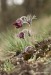 Koniklec luční český (Pulsatilla pratensis subsp. bohemica) 2 Kadaň