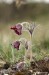 Koniklec luční český (Pulsatilla pratensis subsp. bohemica) 1 Kadaň