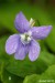 Violka vonná (Viola odorata) 