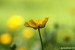 Pryskyřník mnohotvárný (pryskyřník zlatožlutý) (Ranunculus fallax)7