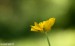 Pryskyřník mnohotvárný (pryskyřník zlatožlutý) (Ranunculus fallax)6