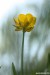 Pryskyřník mnohotvárný (pryskyřník zlatožlutý) (Ranunculus fallax)5