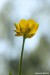 Pryskyřník mnohotvárný (pryskyřník zlatožlutý) (Ranunculus fallax)4