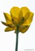 Pryskyřník mnohotvárný (pryskyřník zlatožlutý) (Ranunculus fallax)3
