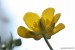 Pryskyřník mnohotvárný (pryskyřník zlatožlutý) (Ranunculus fallax)2