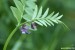 Vikev plotní (Vicia sepium)