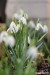 Sněženka podsněžník (Galanthus nivalis)8