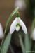 Sněženka podsněžník (Galanthus nivalis)9