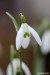 Sněženka podsněžník (Galanthus nivalis)10