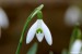 Sněženka podsněžník (Galanthus nivalis)11