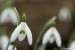 Sněženka podsněžník (Galanthus nivalis)12