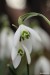 Sněženka podsněžník (Galanthus nivalis)13