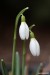 Sněženka podsněžník (Galanthus nivalis)14