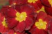 Prvosenka bezlodyžná (Primula vulgaris)2