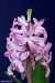 Hyacint východní (Hyacinthus orientalis)2