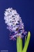 Hyacint východní (Hyacinthus orientalis)