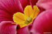 Prvosenka bezlodyžná (Primula vulgaris)3