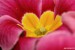 Prvosenka bezlodyžná (Primula vulgaris)4