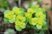 Mokrýš střídavolistý (Chrysosplenium alternifolium) - Bezručovo údolí1