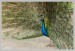 Páv korunkatý (Pavo cristatus) - Zoopark Chomutov