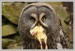 Puštík bradatý (Strix nebulosa) - Zoo Chomutov