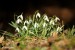 Sněženka podsněžník (Galanthus nivalis) 7 - Bezručovo údolí