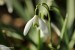 Sněženka podsněžník (Galanthus nivalis) 6 - Bezručovo údolí