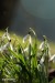 Sněženka podsněžník (Galanthus nivalis) 5 - Bezručovo údolí