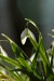 Sněženka podsněžník (Galanthus nivalis) 4 - Bezručovo údolí