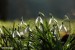 Sněženka podsněžník (Galanthus nivalis) 3 - Bezručovo údolí