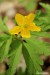 Sasanka pryskyřníkovitá (Anemone ranunculoides) 1 Bezručovo údolí