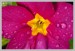 Prvosenka bezlodyžná (Primula vulgaris) 3