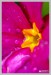 Prvosenka bezlodyžná (Primula vulgaris) 2