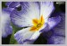 Prvosenka bezlodyžná (Primula vulgaris) 1