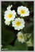Prvosenka (Primula)3 - Červený Hrádek