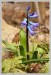 Hyacint východní (Hyacinthus orientalis) - Č.Hrádek