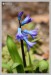 Hyacint východní (Hyacinthus orientalis)2 - Č.Hrádek