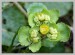 Mokrýš střídavolistý (Chrysosplenium alternifolium) - Bezručovo údolí