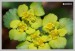 Mokrýš střídavolistý (Chrysosplenium alternifolium) - Drmaly