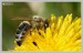 Včela medonosná (Apis mellifera) - Č.Hrádek