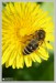 Včela medonosná (Apis mellifera)1 - Č.Hrádek