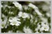 Rožec plstnatý (Cerastium tomentosum) 9