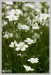Rožec plstnatý (Cerastium tomentosum) 8
