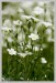 Rožec plstnatý (Cerastium tomentosum) 7