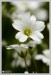 Rožec plstnatý (Cerastium tomentosum) 6