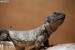 Trnorep africý (Uromastyx acanthinurus)2 - Zoopark Chomutov